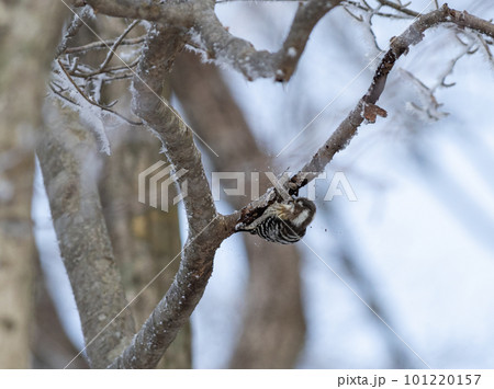 冬の森で枝を突くコゲラ 101220157