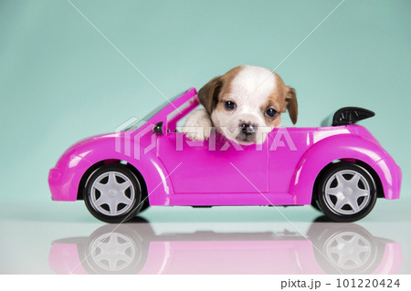A little dog in a pink car 101220424