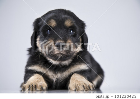 Little dog on a white background 101220425