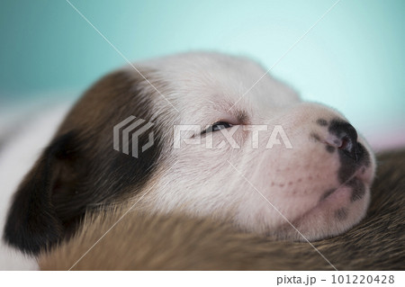 A beautiful little dog sleeps on a blanket A beautiful little dog sleeps on a blanket 101220428