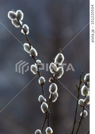 Pussy Willow on the waterside in early spring. Blur background on a sunny day. Symbol of Palm Sunday and Easter Pussy Willow on the waterside in early spring. Blur background on a sunny day. Symbol of Palm Sunday and Easter 101220504