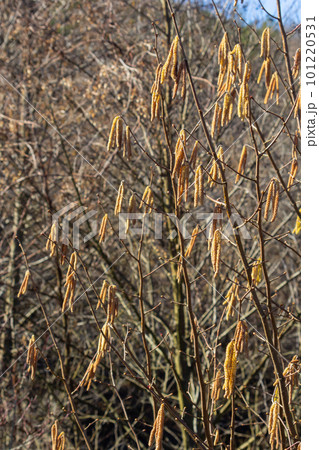 First signs of spring. Hazel, European filbert Corylus avellana opened flower buds and catkins on the eve of spring 101220531