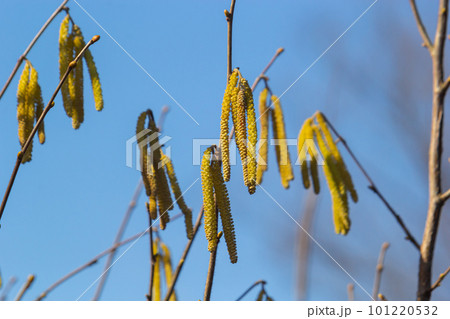 First signs of spring. Hazel, European filbert Corylus avellana opened flower buds and catkins on the eve of spring First signs of spring. Hazel, European filbert Corylus avellana opened flower buds and catkins on the eve of spring 101220532