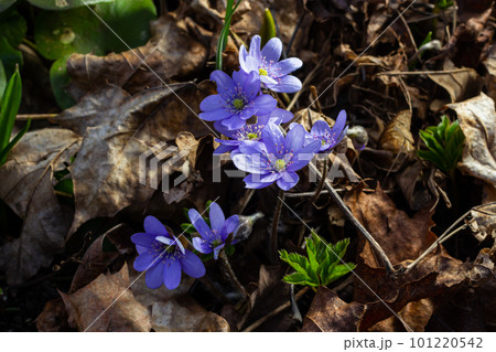 Beautiful macro shot of a first single wildflower Large Blue Hepatisa Hepatisa transsylvanica starting to bloom among dry leaves in early spring Beautiful macro shot of a first single wildflower Large Blue Hepatisa Hepatisa transsylvanica starting to bloom among dry leaves in early spring 101220542