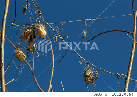 Dry spiny lobe Echinocystis lobata in winter. Dry fruits with seeds overwinter hanging on the branches of bushes 101220564
