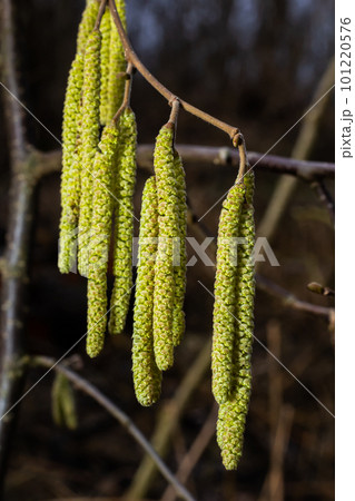 Common hazel Corylus avellana, in the spring blooms in the forest 101220576