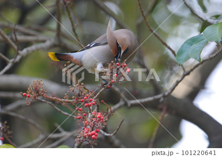 赤いクロガネモチの実を食べる美しい冬の渡り鳥キレンジャク 101220641