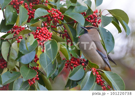 身近な公園に訪れる美しい冬の渡り鳥ヒレンジャクの群れ 101220738