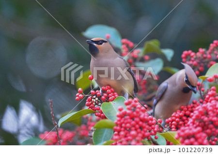 身近な公園に訪れる美しい冬の渡り鳥ヒレンジャクの群れ 101220739