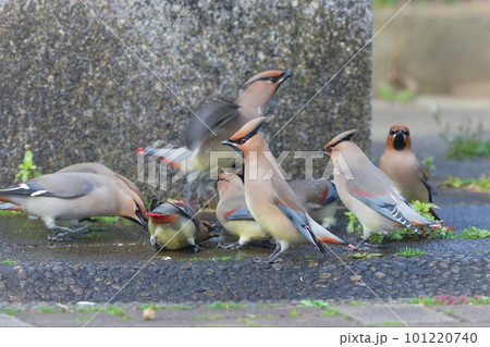 身近な公園に訪れる美しい冬の渡り鳥ヒレンジャクの群れ 101220740