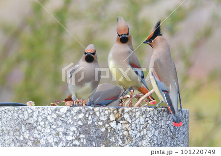 身近な公園に訪れる美しい冬の渡り鳥ヒレンジャクの群れ 身近な公園に訪れる美しい冬の渡り鳥ヒレンジャクの群れ 101220749