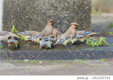 身近な公園に訪れる美しい冬の渡り鳥ヒレンジャクの群れ 101220754