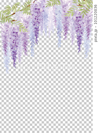 Wisteria Flowers White Transparent, Beautiful Purple Wisteria Flower,  Flowers, Wisteria Flowers, Purple Flowers PNG Image For Free Download