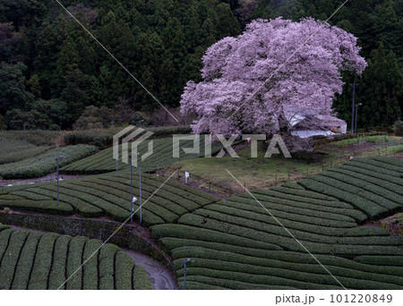 茶畑に咲く桜 静岡県 茶畑に咲く桜 静岡県 101220849