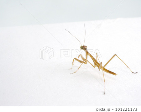 奥を見つめるオオカマキリの幼体 101221173