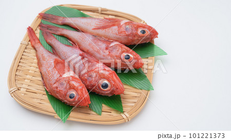 新鮮な魚|キチジ(キンキ) 新鮮な魚|キチジ(キンキ) 101221373