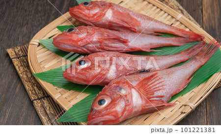 新鮮な魚|キチジ(キンキ) 新鮮な魚|キチジ(キンキ) 101221381