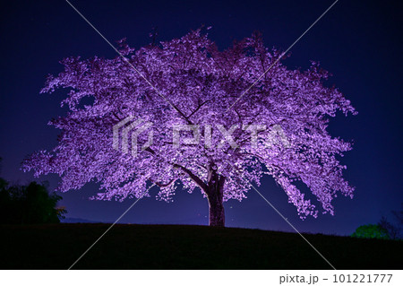 妖艶にライトアップされた満開の一本桜 101221777