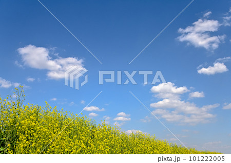菜の花と青い空 101222005