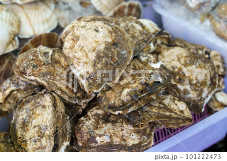 Fresh raw closed oysters seashells for sale on fish market ready to eat Fresh raw closed oysters seashells for sale on fish market ready to eat 101222473