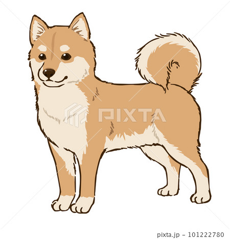 柴犬（茶柴） 101222780