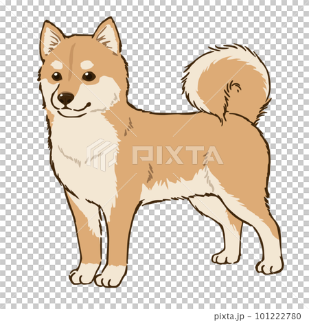 柴犬（茶柴） 101222780