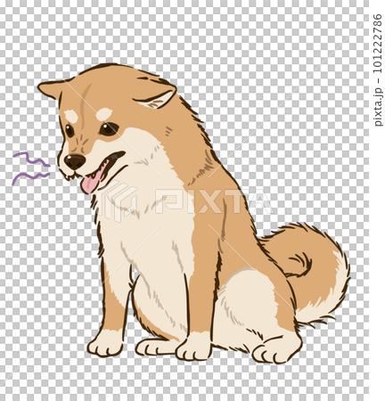 Sitting and angry Shiba Inu (Chashiba) 101222786