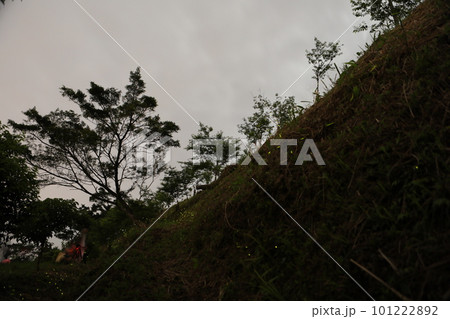 蛍 ホタル ほたる 101222892