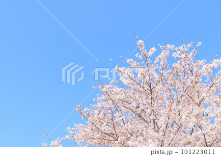 美しく満開に咲き誇る桜と青空 美しく満開に咲き誇る桜と青空 101223011