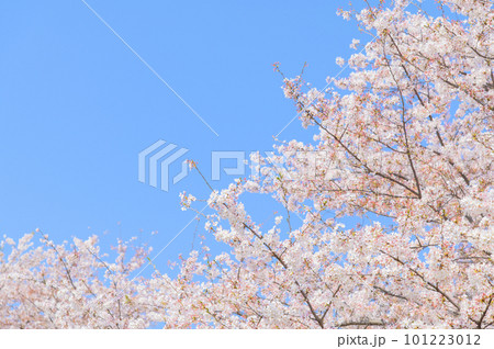 青空に映える桜 101223012