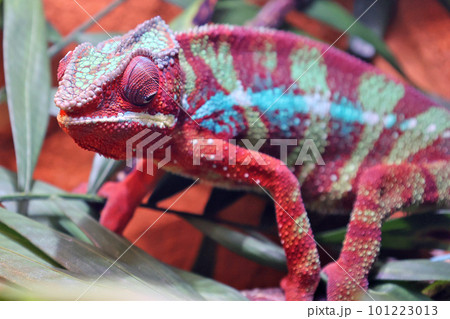 枝にとまるカメレオン 101223013