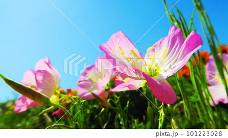 ヒルザキツキミソウの花 101223028