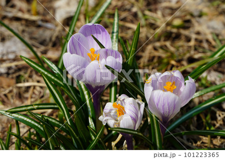 クロッカス(北海道の春) クロッカス(北海道の春) 101223365