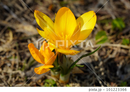 クロッカス（北海道の春） 101223366
