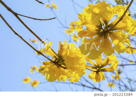 黄色い花 黄色の花 黄色花 101223384