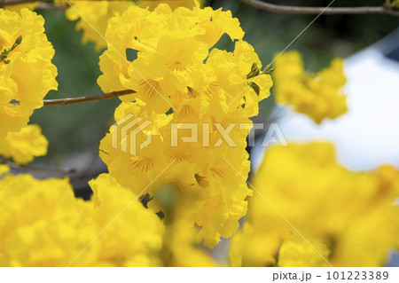 黄色い花 黄色の花 黄色花 101223389