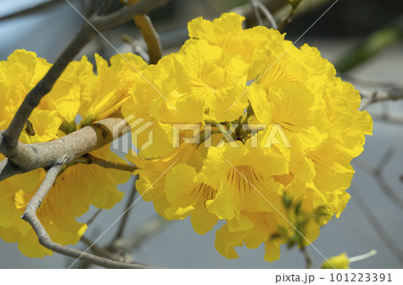 黄色い花 黄色の花 黄色花 101223391