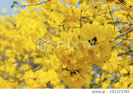 黄色い花 黄色の花 黄色花 101223392