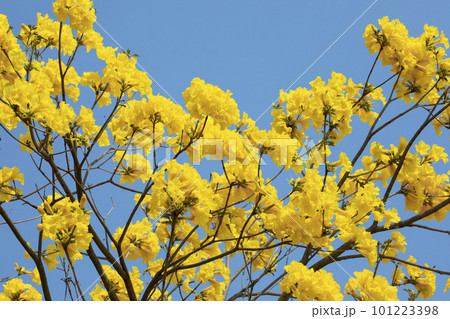 黄色い花 黄色の花 黄色花 101223398