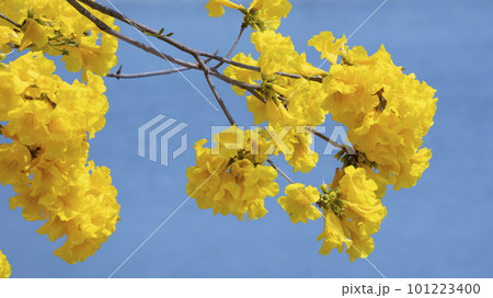 黄色い花 黄色の花 黄色花 101223400