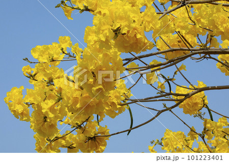 黄色い花 黄色の花 黄色花 101223401