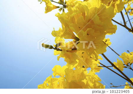 黄色い花 黄色の花 黄色花 101223405