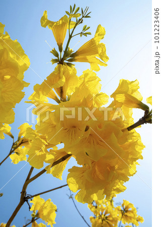黄色い花 黄色の花 黄色花 101223406