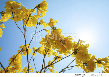 黄色い花 黄色の花 黄色花 101223408