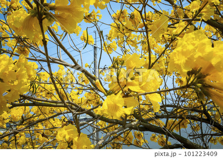 黄色い花 黄色の花 黄色花 101223409