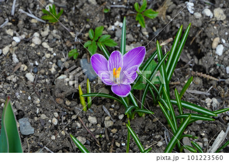 クロッカス（北海道の春） 101223560