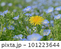 ネモフィラの中に咲くタンポポ 101223644