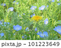 ネモフィラの中に咲くタンポポ 101223649