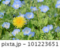 ネモフィラの中に咲くタンポポ 101223651