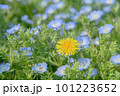 ネモフィラの中に咲くタンポポ 101223652